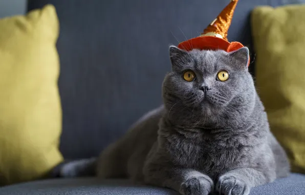 Autumn, cat, cat, look, pose, Halloween, Halloween, face