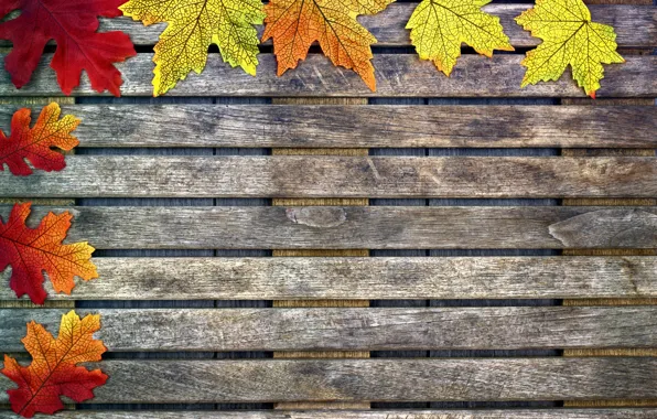 Picture autumn, leaves, background, tree, colorful, maple, wood, background