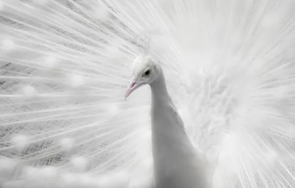 White, bird, portrait, tail, peacock, handsome