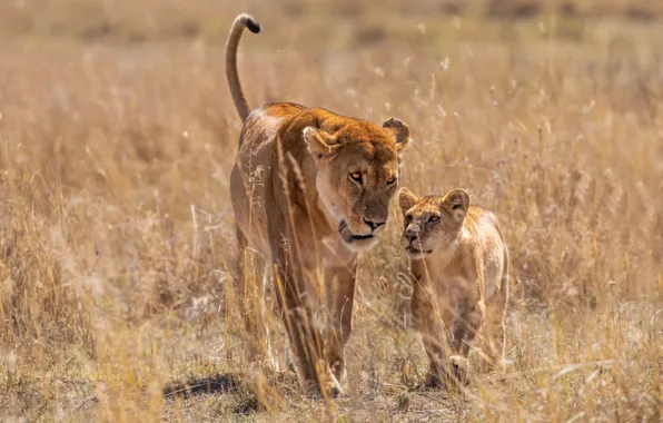 Nature, baby, pair, walk, lions, lioness, mom, lion