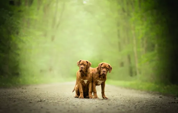 Dogs, pair, bokeh, twins, Dogue de Bordeaux