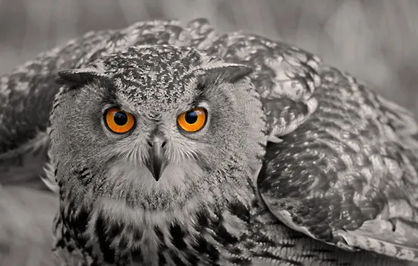 Picture look, owl, bird
