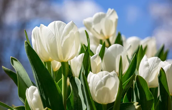 Picture leaves, petals, tulips, white, buds