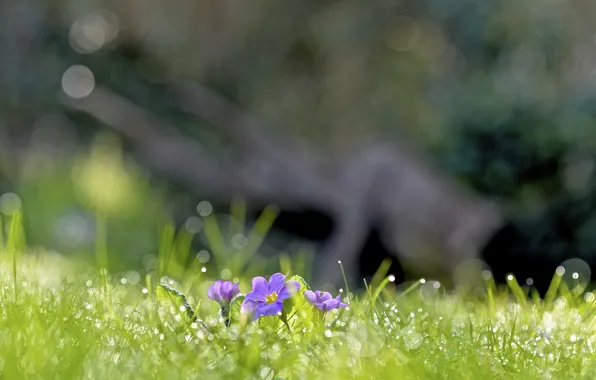 Picture grass, drops, flowers, Rosa, glare, spring, lilac