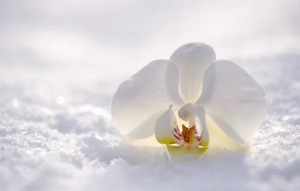 Winter, snow, flowers, nature, Orchid