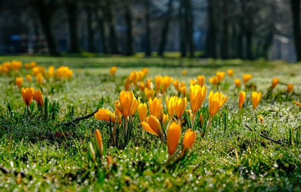 Wallpaper grass, drops, light, trees, flowers, yellow, Rosa, Park