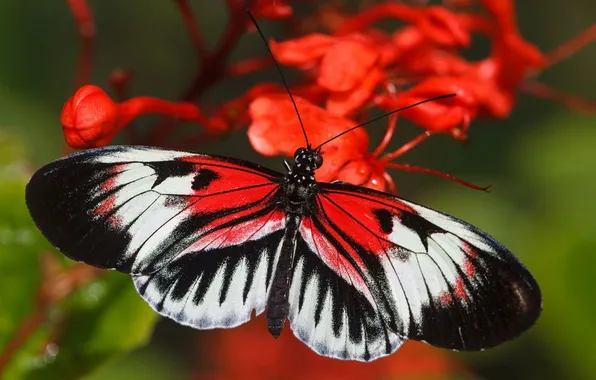 Macro, wings, Butterfly, beautiful, flowers, flowering, closeup