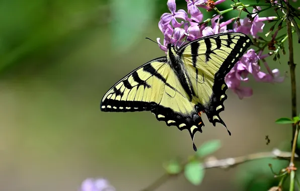Flower, macro, butterfly, wings, beautiful, closeup