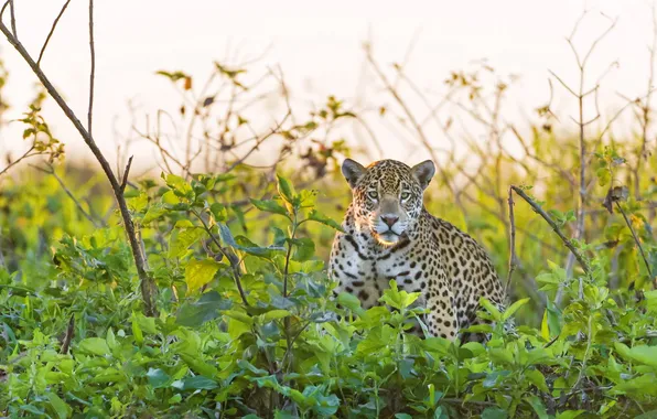 Picture look, predator, Jaguar, shrub, panthera onca