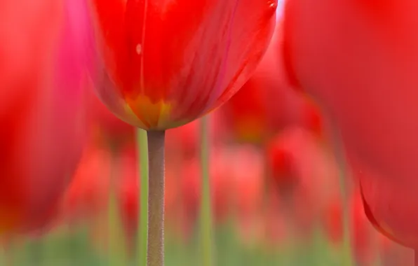 Summer, light, background, tulips