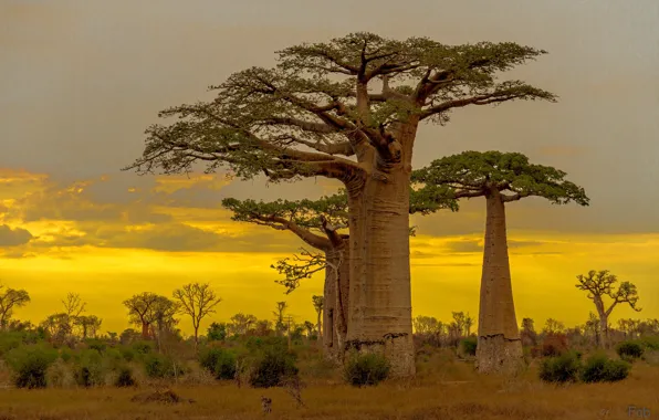 Baobab, glow, Madagascar