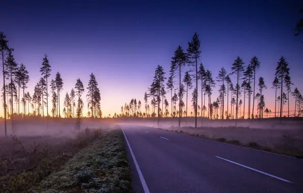 Road, nature, fog