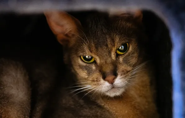 Cat, cat, look, pose, lies, evil, black background, unhappy