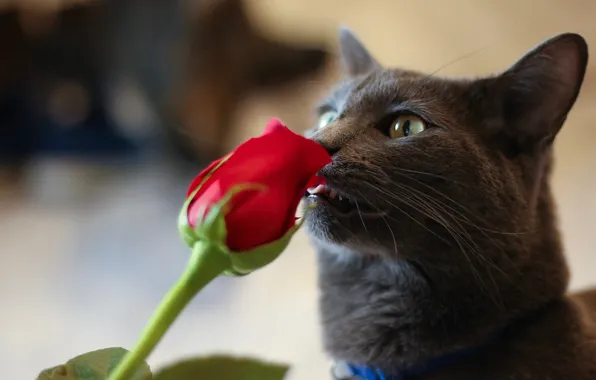 Cat, flower, cat, look, pose, grey, rose, portrait