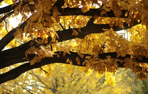 Autumn, branches, tree, foliage, yellow, bokeh, oak, oak