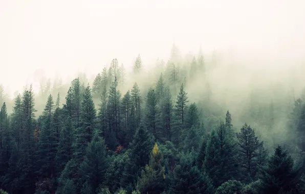 Forest, fog, Nature, beauty, pine, tree