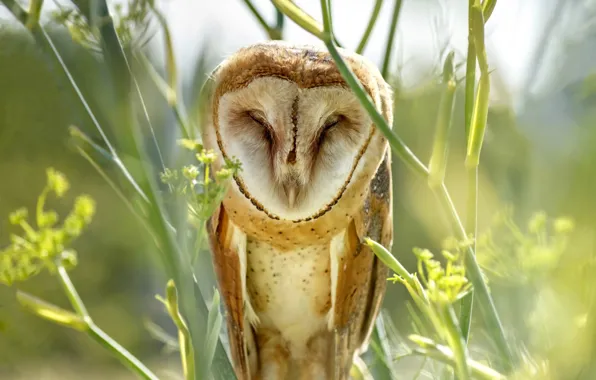 Light, branches, owl, bird, sleeping