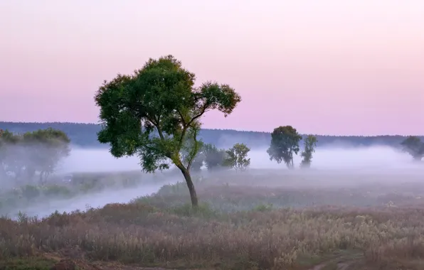 Landscape, nature, fog, river