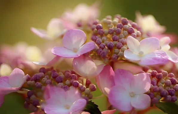Picture buds, inflorescence, pink hydrangea