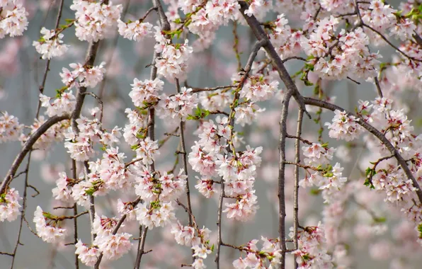 Picture branches, cherry, tenderness, spring, Sakura