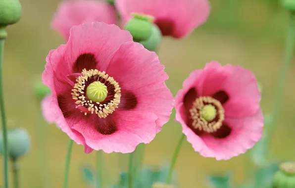 Flowers, Maki, pink