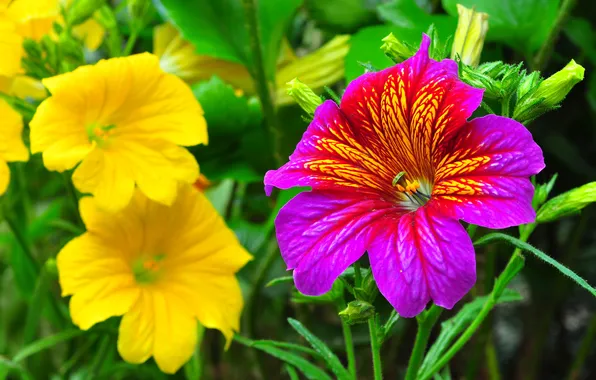 Leaves, nature, petals, garden