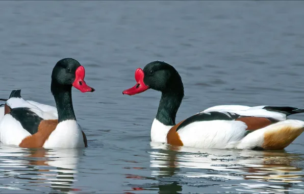 Birds, two, duck, beauty, two, birds, beauty, ducks