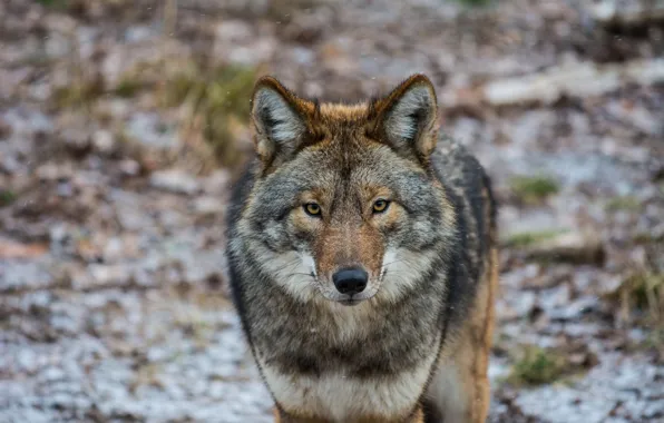 Picture look, Coyote, American wolf