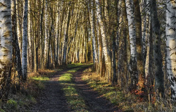 Road, nature, birch