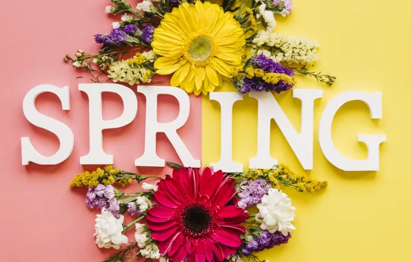 Flowers, spring, colorful, chrysanthemum, flowers, spring, bright