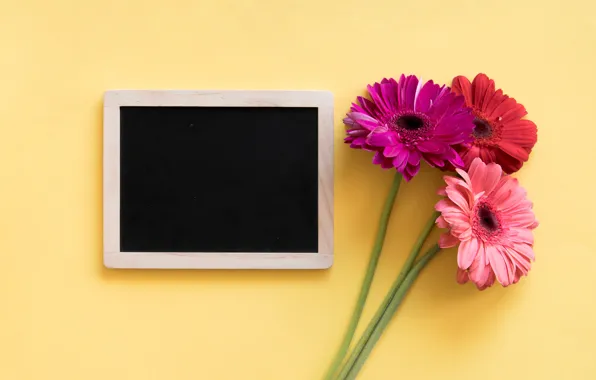 Flowers, frame, colorful, gerbera, pink, flowers, spring, gerbera