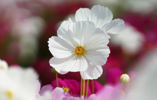Picture macro, flowers, pink, white, field, kosmeya