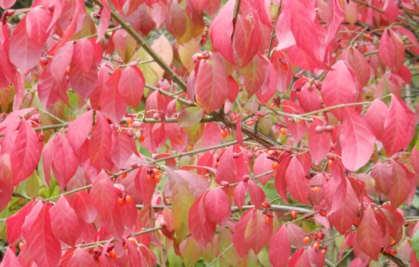 Autumn, leaves, sheet, widescreen, Wallpaper, Bush, wallpaper, the bushes