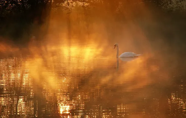 Fog, lake, Swan