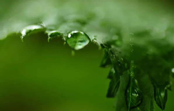 Picture greens, drops, sheet