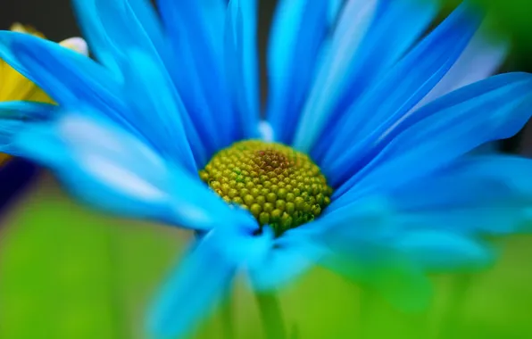 Picture macro, flowers, green, background, blue, widescreen, Wallpaper, petals