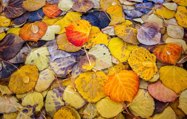 Picture autumn, macro, paint, foliage