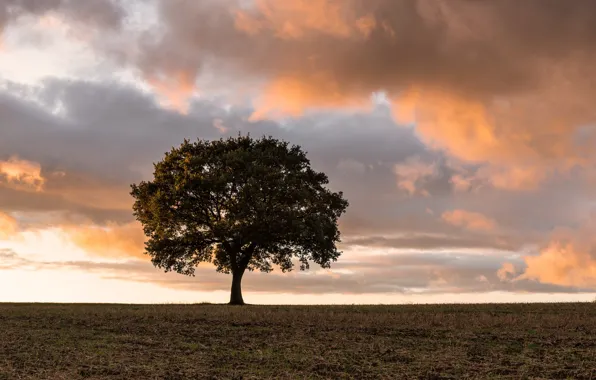 Picture field, clouds, tree
