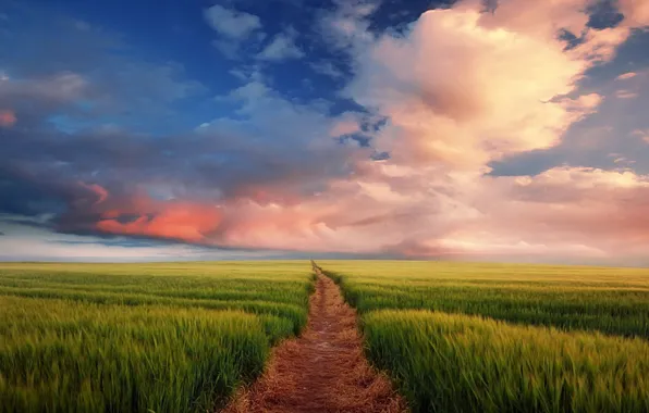 Road, field, the sky, clouds, horizon, ears
