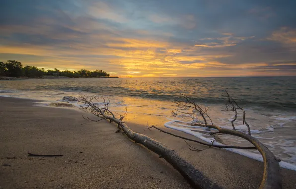 Beach, ocean, sunset, water, tree, sand, branch