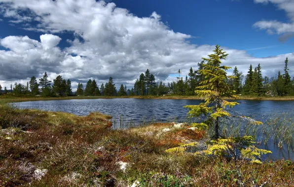 Wallpaper lake, trees, nature