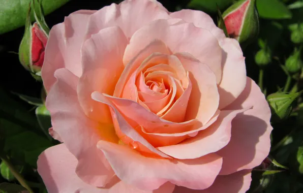 Picture macro, rose, petals, buds