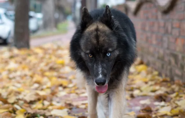Eyes, look, each, dog