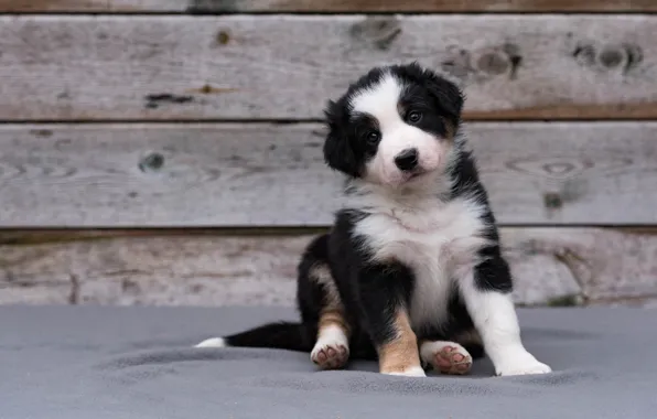 Look, pose, background, sweetheart, Board, dog, baby, puppy