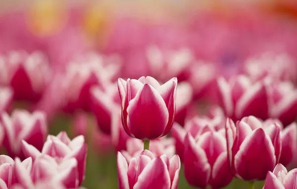 Picture flowers, spring, tulips, pink, white