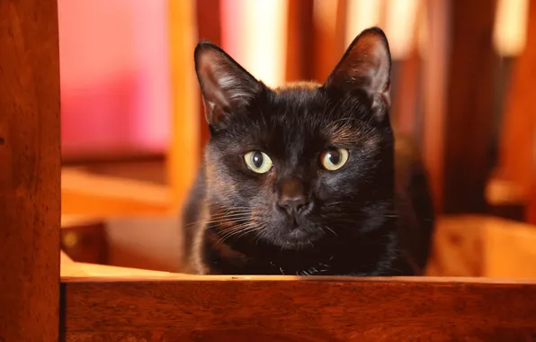 Picture eyes, cat, black, ears, looks