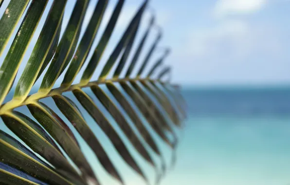 Sea, the sky, macro, sheet, Bush