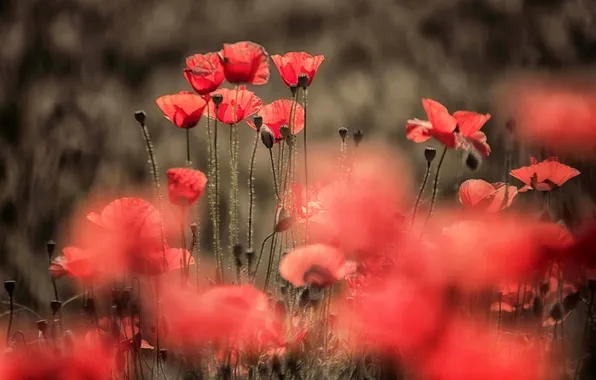 Summer, nature, Maki