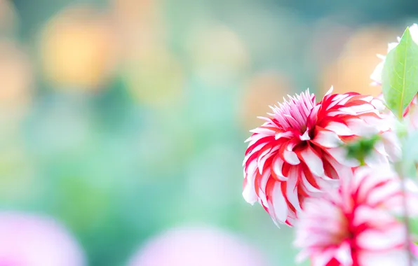 Nature, Wallpaper, petals, Bud