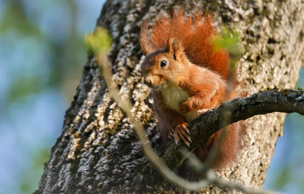 Look, branches, tree, protein, red, bark, bokeh